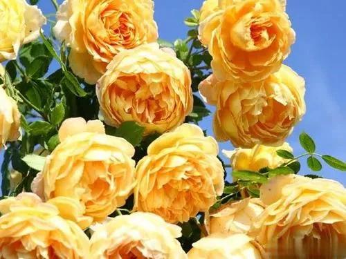 最香的几款月季品种是什么？插图68