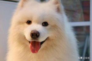 萨摩耶犬的优缺点,你知道萨摩耶有什么缺点吗？