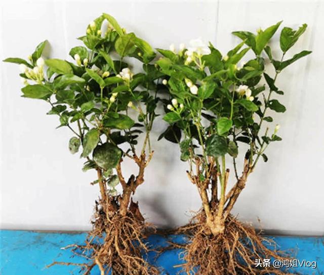 养花什么品种好活？