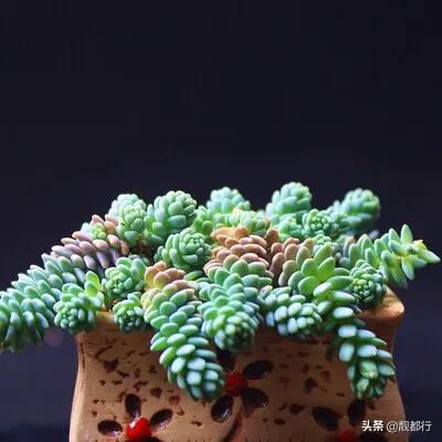 姬星美人 多肉:姬星美人多肉怎么养 姬星美人一碰掉一大块怎么办，掉下来的怎么处理？