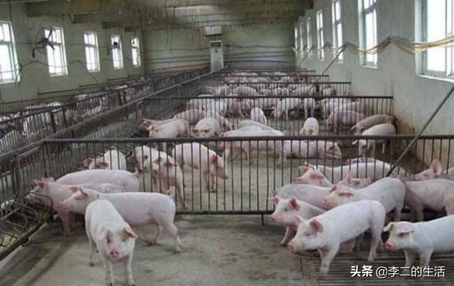 动物性饲料互联网项目:农村土鸡养殖多、销路难，如何利用互联网把土鸡销往更远的地方？
