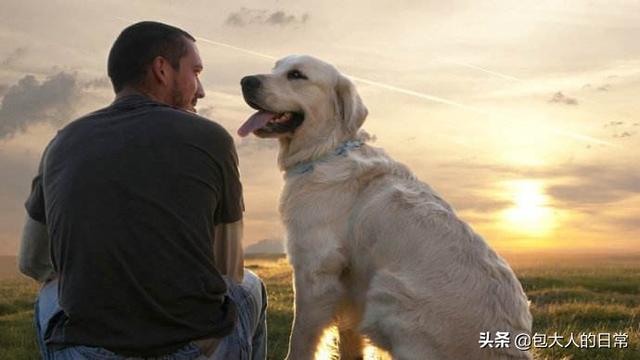 拉布拉多猎犬寿命:狗狗寿命排行榜是怎样的，寿命长的狗狗有哪些？