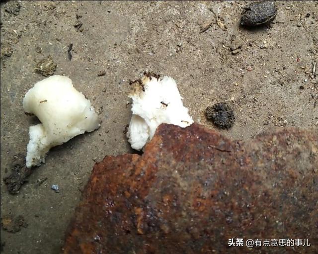 农村房前屋后蚂蚁多,有没有什么比较实用效果好的驱蚁方法？
