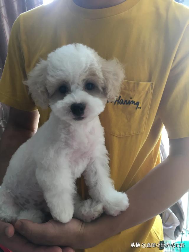 罗威纳犬性格特征:狗狗的性格类型可以分为多少种？