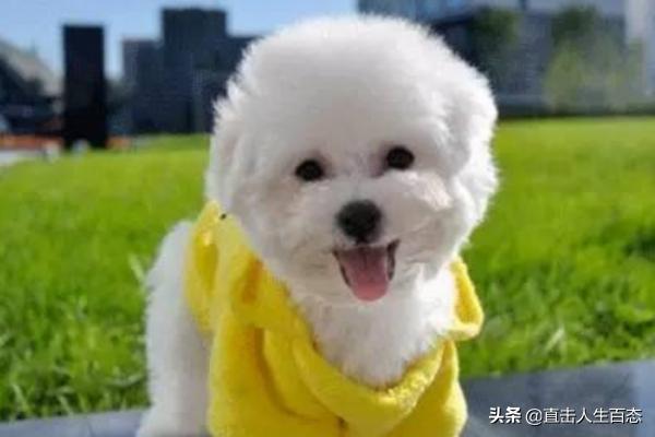 小比熊犬图片:比熊犬的智商和性格简介，比熊智商排名第几名？