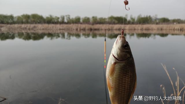 河流肥水钓鲫鱼鲤鱼用什么味的小米？