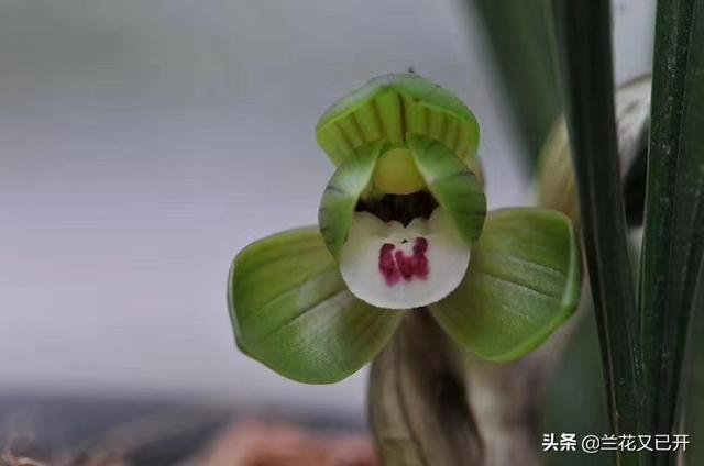 在东北如何避免挨揍的情况下正面回答〔你瞅啥〕？