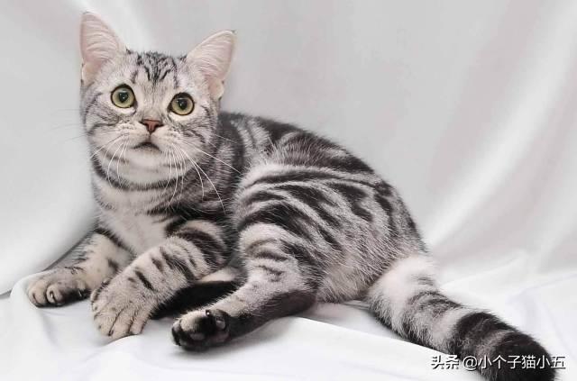 猫品种大全及图片:什么品种的猫最温顺？最可爱？