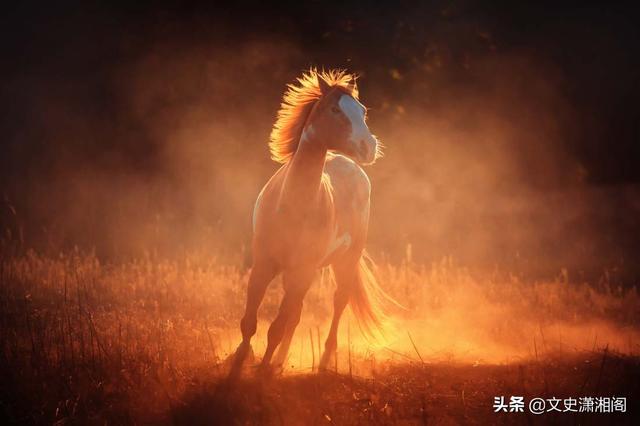 马的种类及图片:世人皆知马踏飞燕，但是踏飞燕的那匹马你知道是什么品种吗？