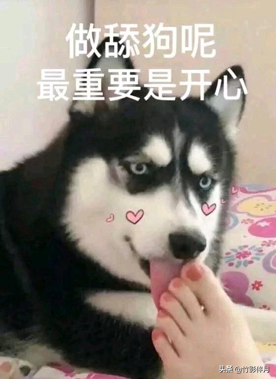 舔狗什么意思啊:什么时候开始，深情被叫做舔狗
