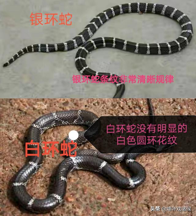 黄河底下有多恐怖图片，贵州一工地宿舍惊现1.5米银环蛇，毒性有多猛被咬了该怎么办