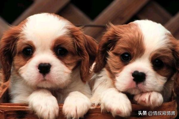 小狗的名字有那些:好听的狗狗名字大全，好听的狗狗中文名字？ 小狗的名字叫什么好听