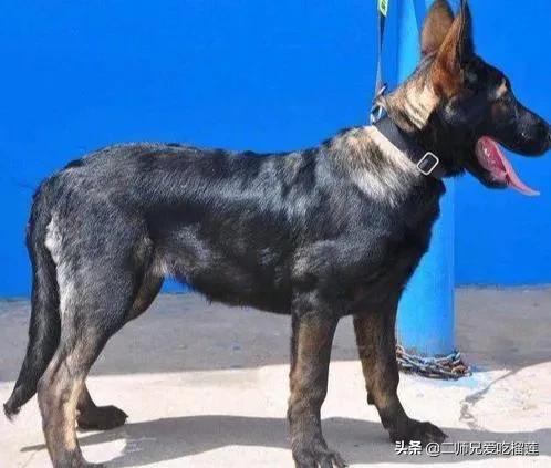 昆明犬图片:昆明犬有什么“可怕”的地方，不值得人们饲养？
