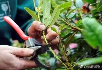 红千层种不活:桂花树扦插为什么种不活？
