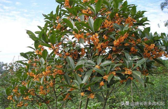 庭院里栽什么品种桂花树好？