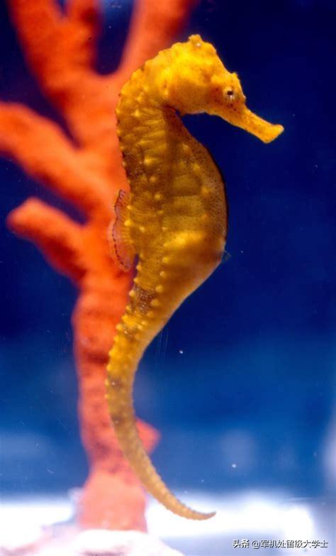 海马属于什么类动物野生海马生长在多少米深的水里有什么生活习性