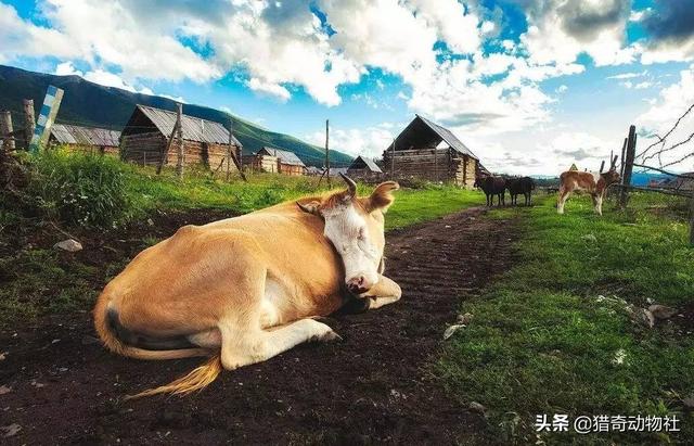 蝙蝠睡觉的姿势是怎样的:动物常见的几种睡觉方式？