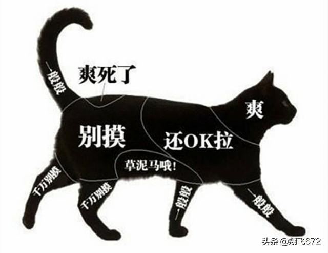 猫猫:猫咪最渴望主人摸它哪些部位？ 猫猫头像