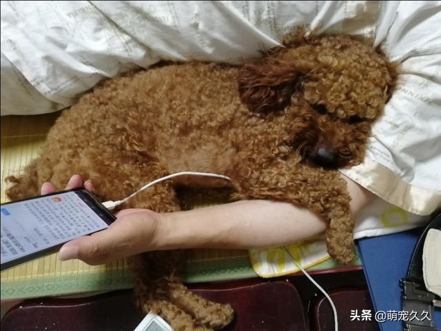 海涛柯基微信:有哪个瞬间让你觉得你家宠物特聪明？