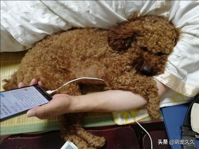 腊肠犬视频:哪些食物是狗狗的最爱，看到就会流口水？ 腊肠犬视频集锦