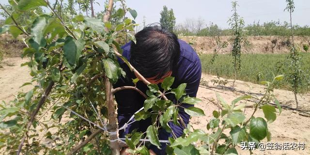苹果树7月份能剪吗？