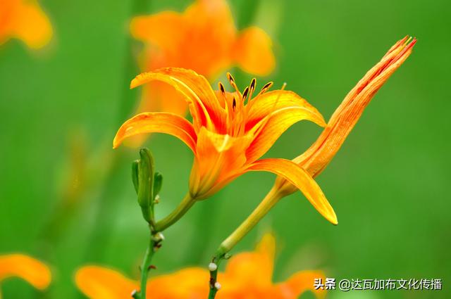 吴樾老婆:「陌上花开，可缓缓归矣」这句诗中里的花，可能是什么花？
