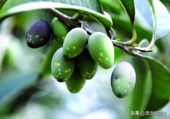 桂花树种子:桂花树是直播种子好，还是扦插好？