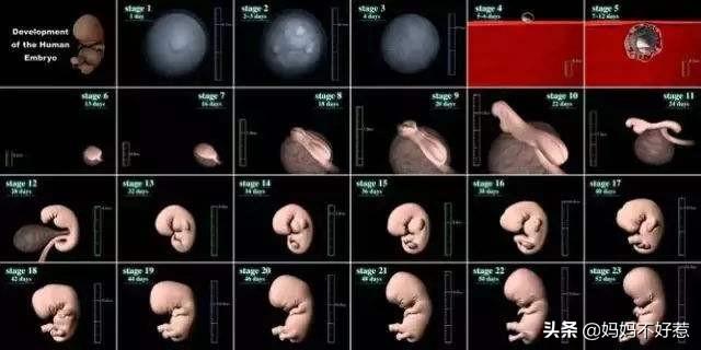 如何计算怀孕时间;如何计算怀孕时间最为准确