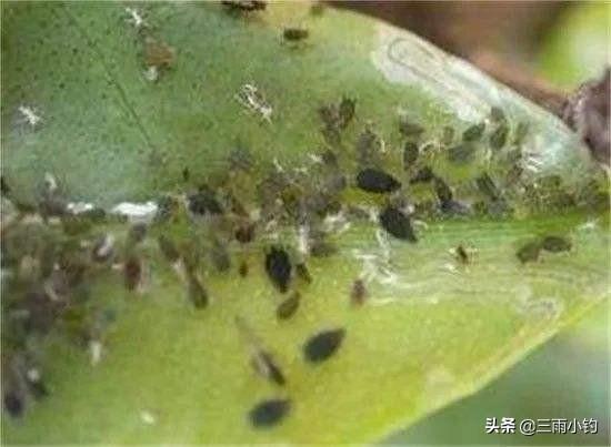 黑色介壳虫怎么根除:多肉植物生介壳虫了，怎么办？