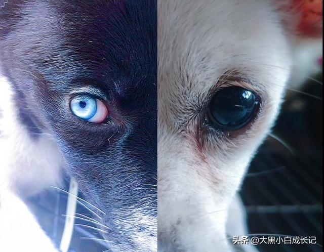 淘宝网狗笼:淘宝买狗狗运过来的中途不会饿死吗？