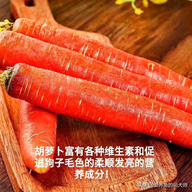 萨摩怎么喂狗粮:萨摩吃什么可以改善毛色？