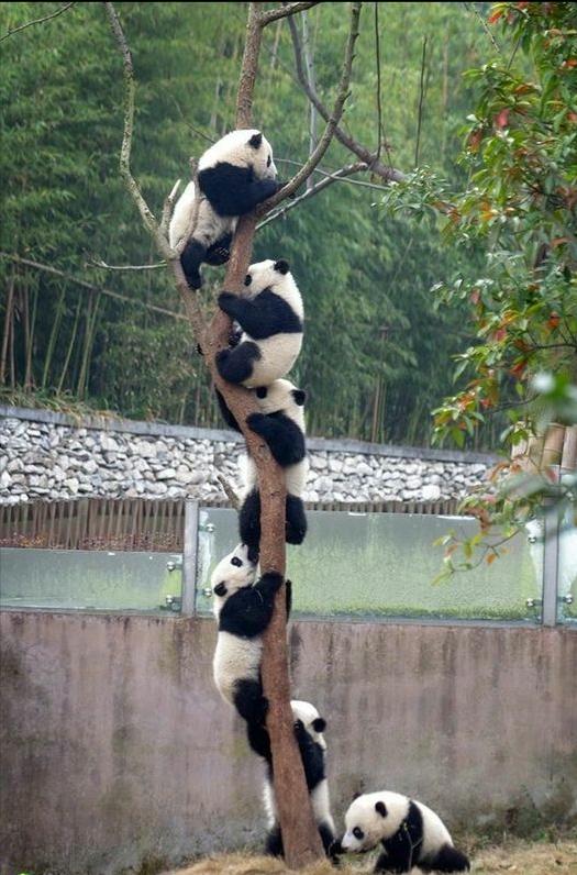 熊猫和饲养员吵架:成都熊猫基地饲养员“奶爸”粗暴对待大熊猫幼崽，这么做对吗
