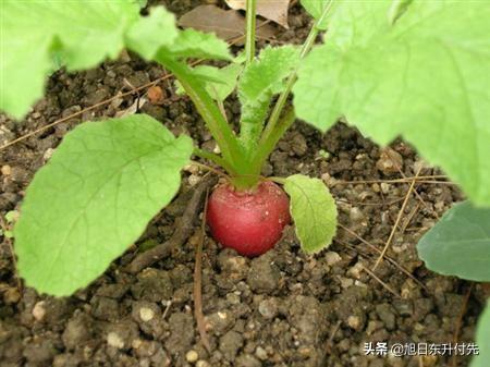 用醋灭虱子最好的方法:萝卜生虫子用白醋可以杀死吗？