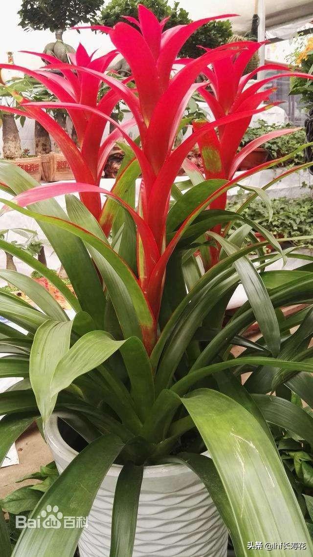 小型观花植物:有哪些适合秋冬观花的室内植物？