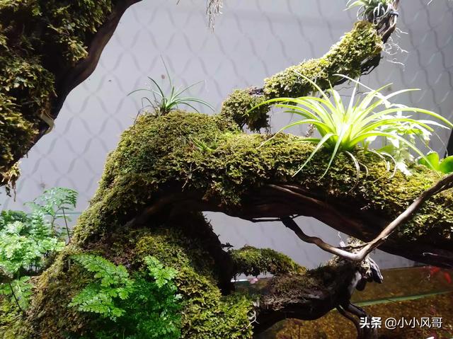 1.5米水草造景:有请各位水草造景大师指导一下，对这个造景点评一下？