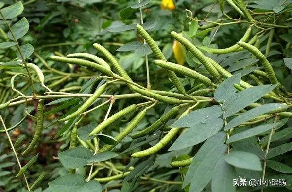 蛇灭门植物图片及名称:农村有种植物叫“蛇灭门”，可以种植在庭院里吗？如何种植？