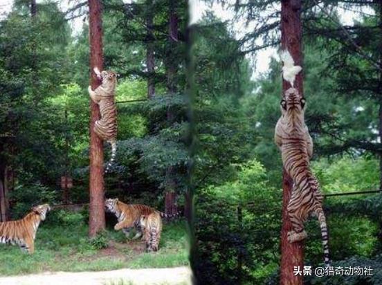 蜜獾和袋獾哪个厉害:蜜獾和袋獾哪个更厉害 蜜獾的生存能力真有那么强吗？