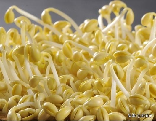 黄豆豆芽菜怎么培育？