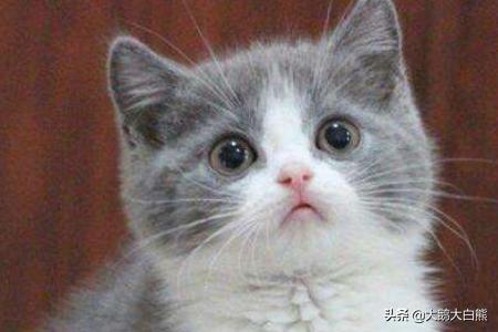 猫咪尿频不喝水:猫咪喝水不多却尿很多次怎么回事？