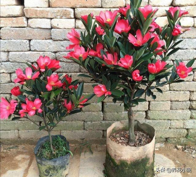 四季杜鹃花夏天怎么养:杜鹃花多久开一次花？花期会受外界因素影响吗？