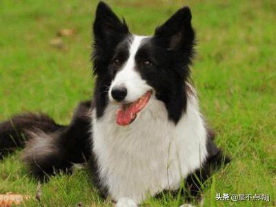 世界犬类智商排名中国:什么狗最聪明?狗狗智商排行榜前十？
