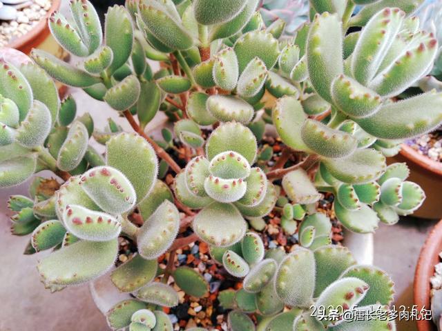 熊童子叶片能叶插吗:多肉植物熊童子的叶片脏了怎么清理？