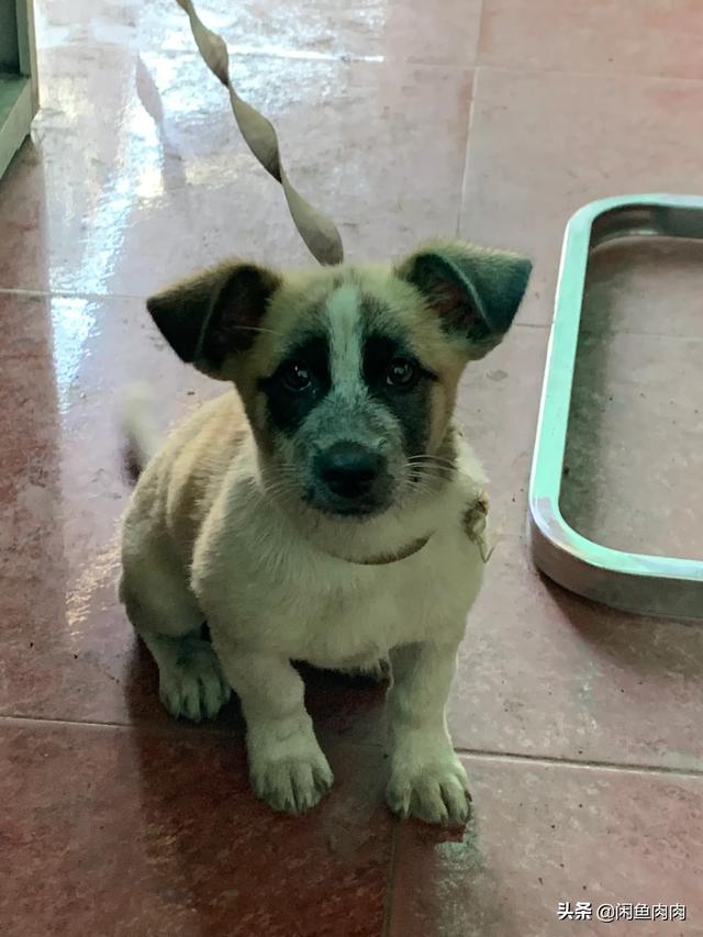 悠莉宠物店第三部:你会领养一只流浪猫或流浪狗吗？为什么？ 悠莉宠物店第三部免费阅读