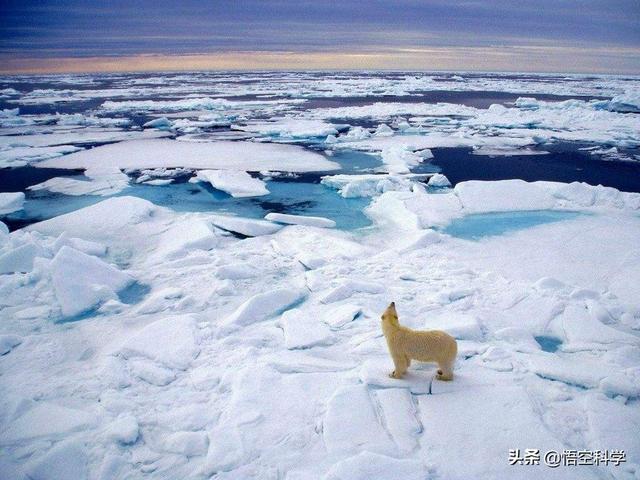 灭绝的动物大象鸟:地球生物种群不断灭绝，该如何处理解决这个问题？