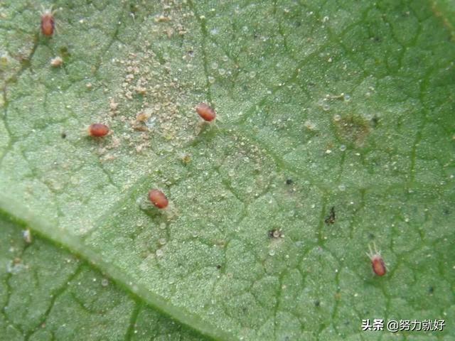 梨锈壁虱:种植果树的，杀锈壁虱和红蜘蛛用哪种农药比较好？