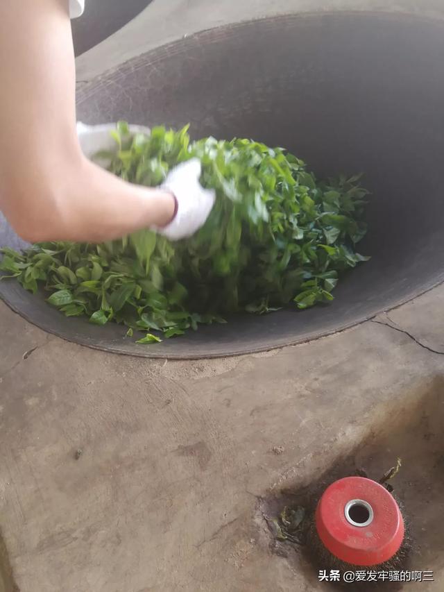 古树藤条茶是普洱茶么,那些源头直供的茶都是哪些茶？