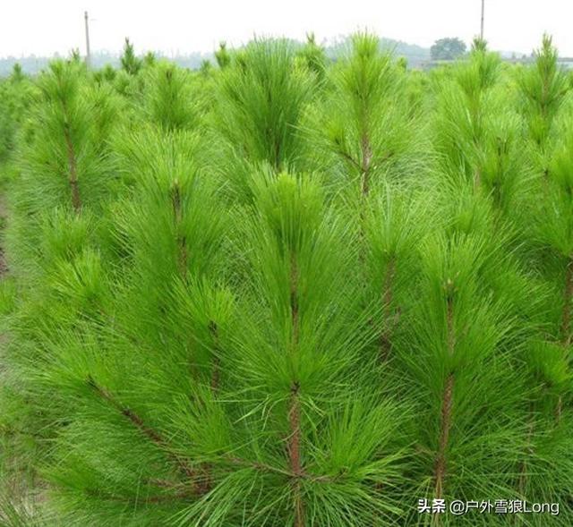 造纸用木粉生产设备,种什么树可以快速生长做纸浆呢？