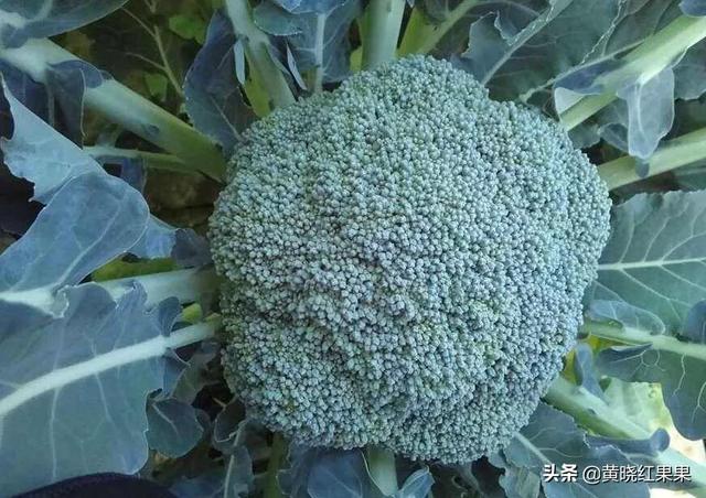 头条问答 青花菜适合在什么环境种植 需要什么技术管理 5个回答