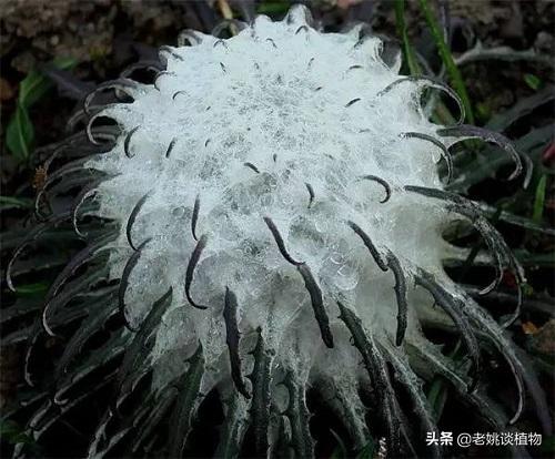 水母血兔子:名叫雪兔子的是一种怎样的植物？有用处吗？
