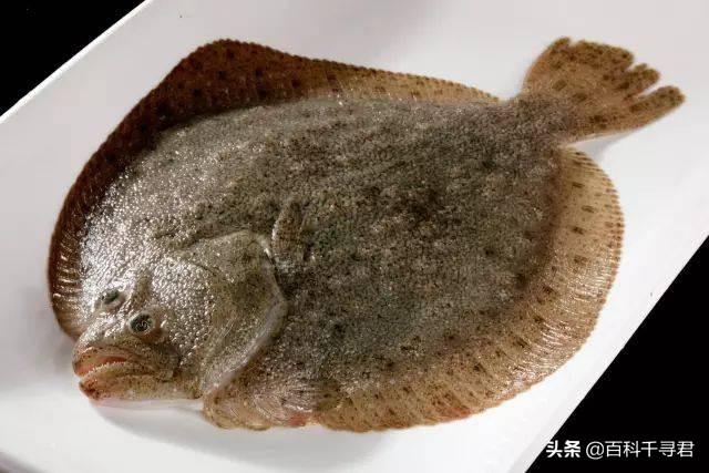 鲆鱼和鲽鱼口味差别:为什么生物体基本上都是对称的？有没有不对称的生物？
